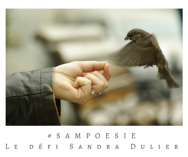 Un oiseau et une main, légèreté et délicatesse... écrire un poème #Sampoésie.