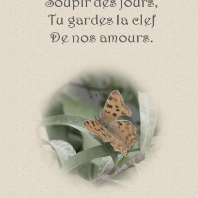 Papillon