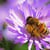 20 mai — Journée mondiale des abeilles