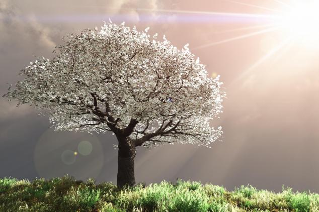 Prunus blanc en fleur.