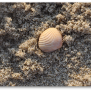 Bassin d'Arcachon Coquillage