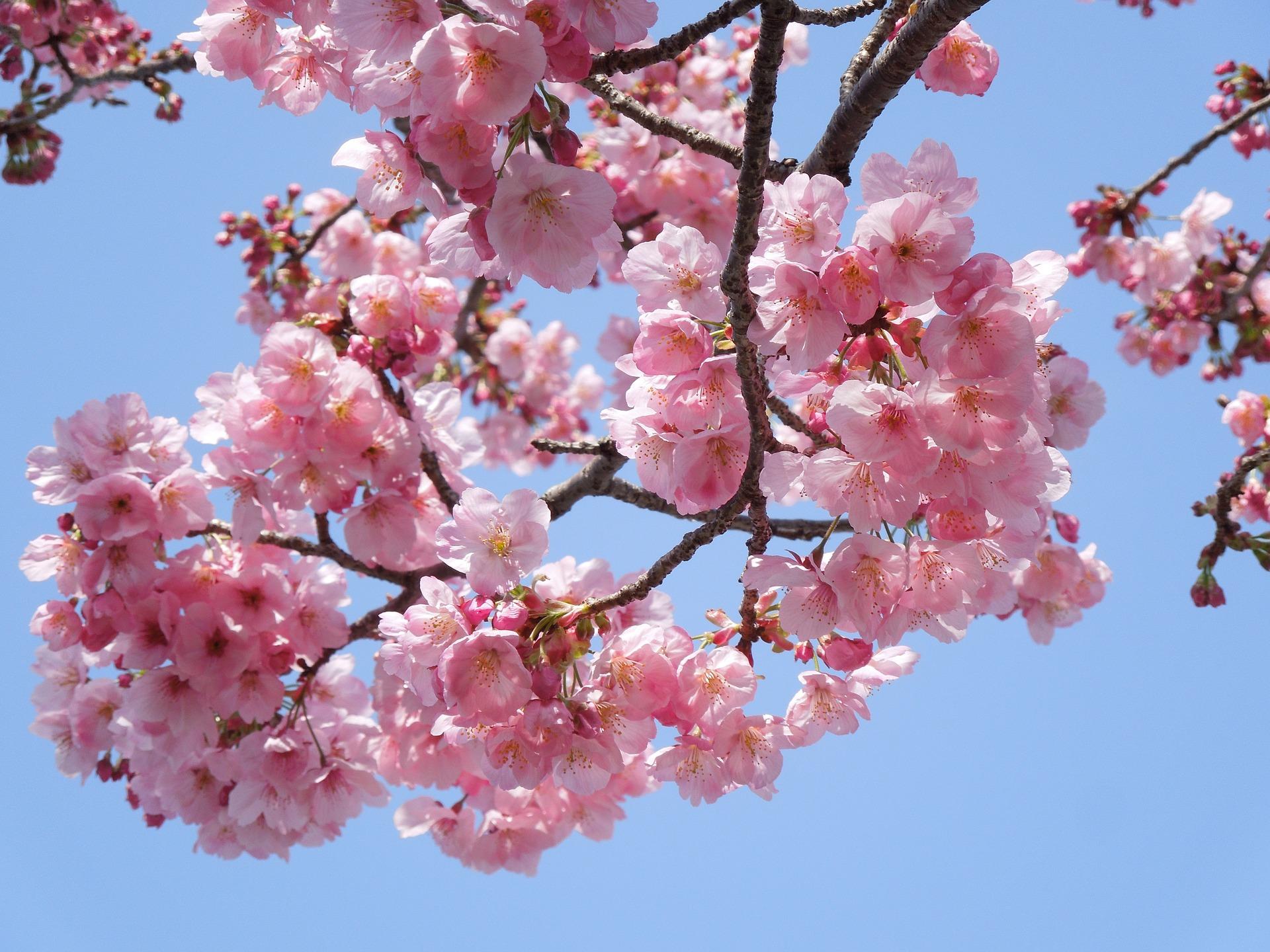 La poésie de la semaine: Parfum des cerisiers