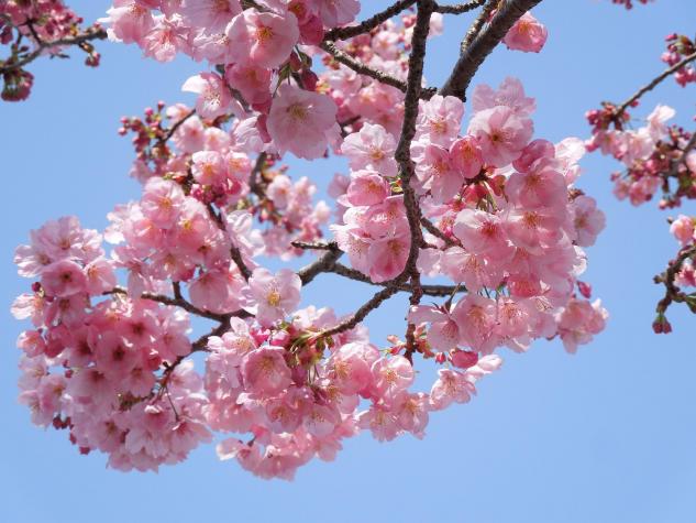 cerisier japon ciel bleu