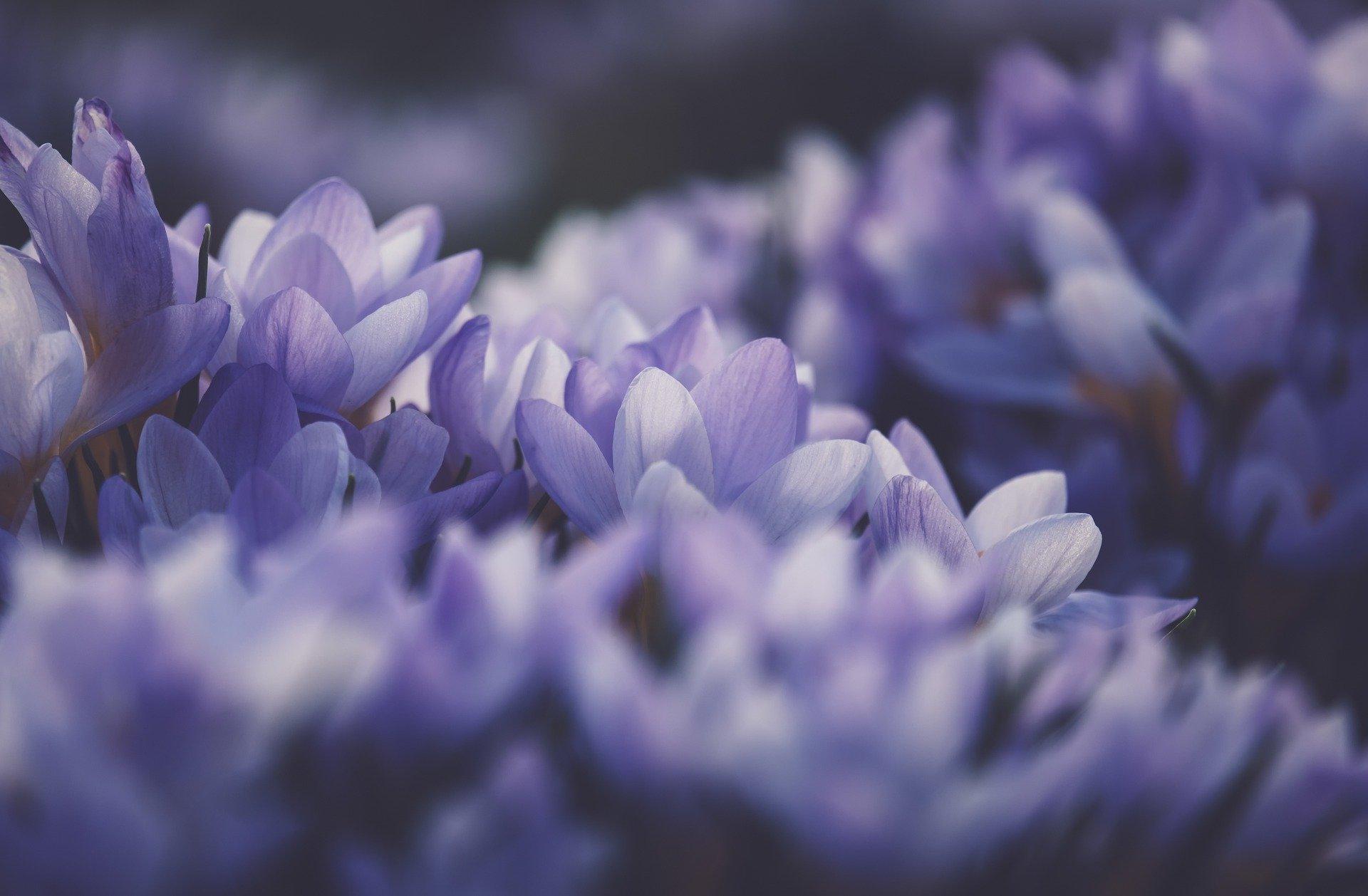 Prenez le temps. Respirez. Laissez-vous guider par la délicatesse de la nature. Les crocus vous invitent dans leur jardin de méditation. 