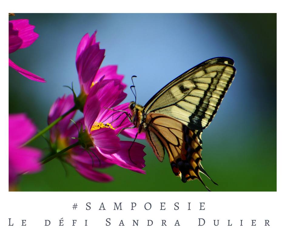 Que vous inspire cette photo ? A vos poèmes #Sampoésie. #papillon #été #ciel #bleu #écrire #poésie.