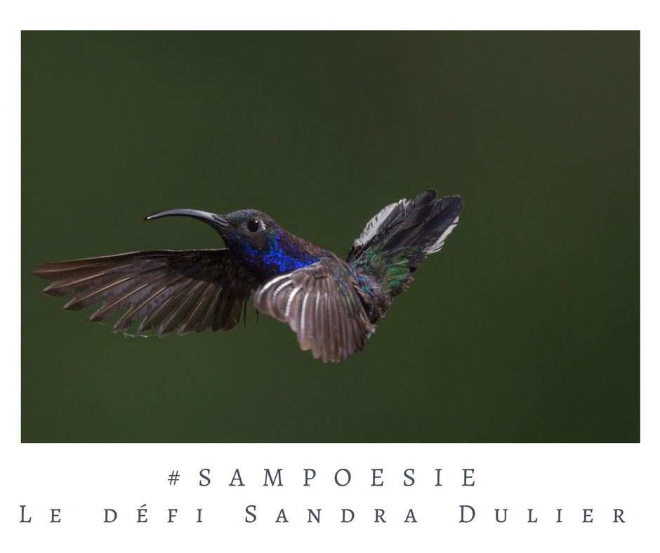 Un défi littéraire…  écrire un poème #Sampoésie. Colibri, légèreté, printemps, ailes. 
