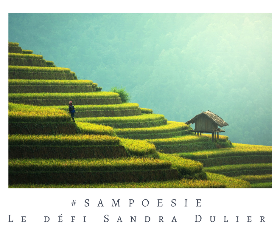 Que vous inspire cette photo ? A vos poèmes #Sampoésie. Riz, rizière, terrasse, Asie, écrire, poésie.