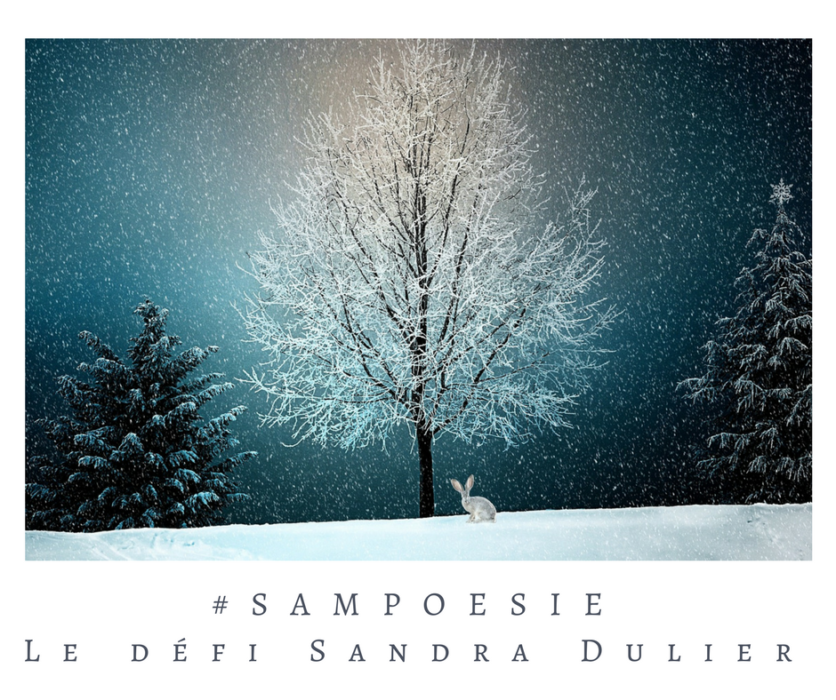 Que vous inspire cette photo ? A vos poèmes #Sampoésie. #inspiration #lapin #sapin #Noël #hiver #naige #arbre #nuit #blanc#écrire #poésie.