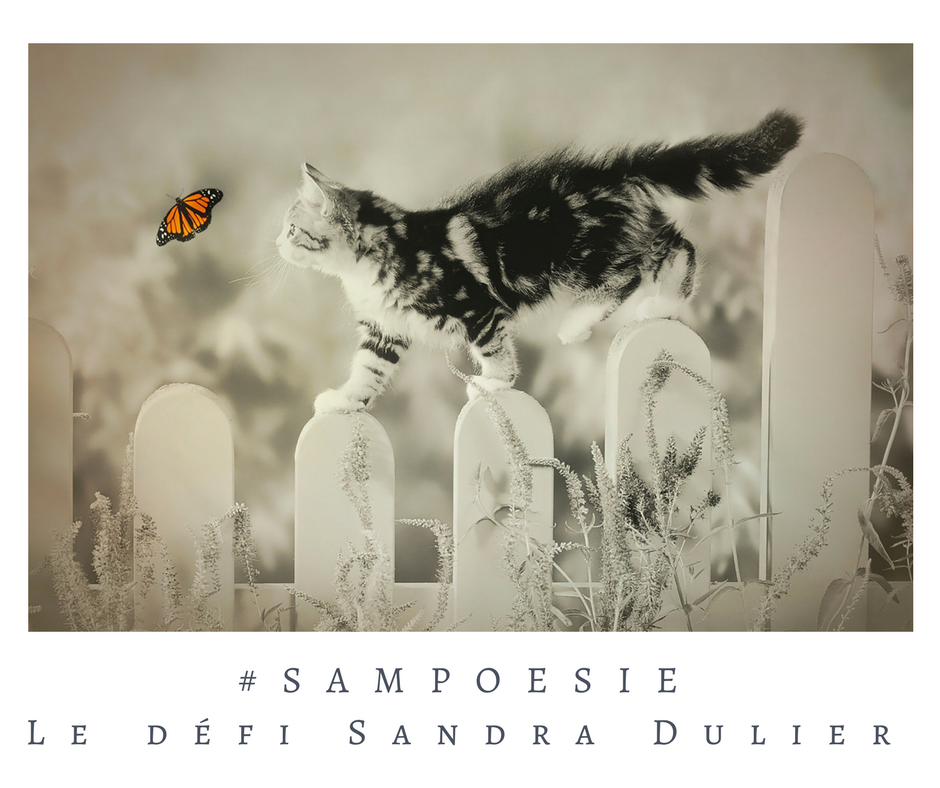 Un défi littéraire…  écrire un poème #Sampoésie. Chat, papillon.