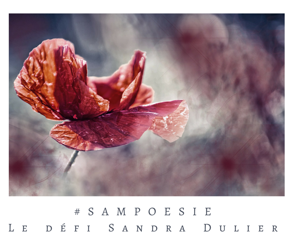 Que vous inspire cette photo ? A vos poèmes #Sampoésie. #inspiration #novembre #armistice #coquelicot #paix #guerre #écrire #poésie.