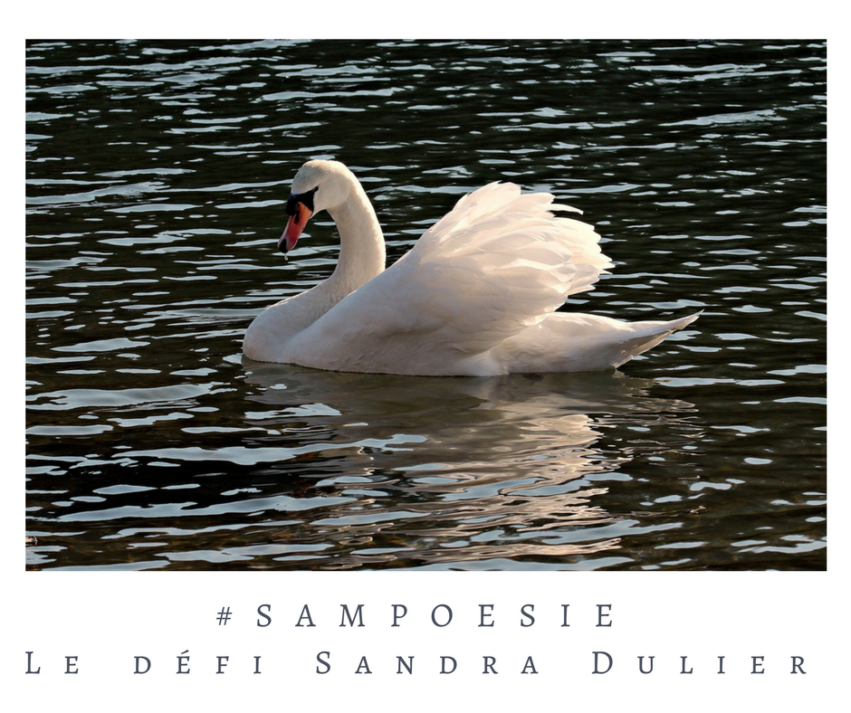 Que vous inspire cette photo ? A vos poèmes #Sampoésie. Cygne, romantisme, soir, écrire, poésie.