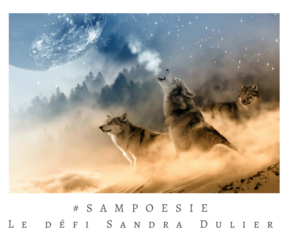 Illustration poétique montrant trois loups sous un ciel étoilé, avec un loup au centre hurlant vers une lune bleuâtre. Image symbolisant le défi littéraire #Sampoésie, animé par Sandra Dulier.