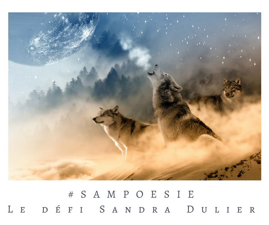 Que vous inspire cette photo ? A vos poèmes #Sampoésie. #inspiration #lune #loups #hiver #nature #neige #nuit #blanc #écrire #poésie.