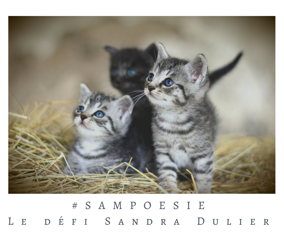 Que vous inspire cette photo ? A vos poèmes #Sampoésie. #chat #chatons #écrire #poésie