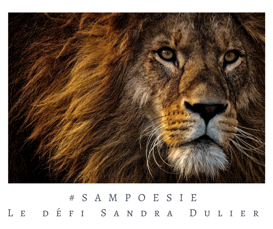 Que vous inspire cette photo ? A vos poèmes #Sampoésie. #lion #Afrique #brun #poésie