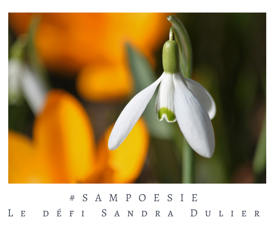 Que vous inspire cette photo ? A vos poèmes #Sampoésie. #perce #neige #fleur #macro #écrire #poésie.