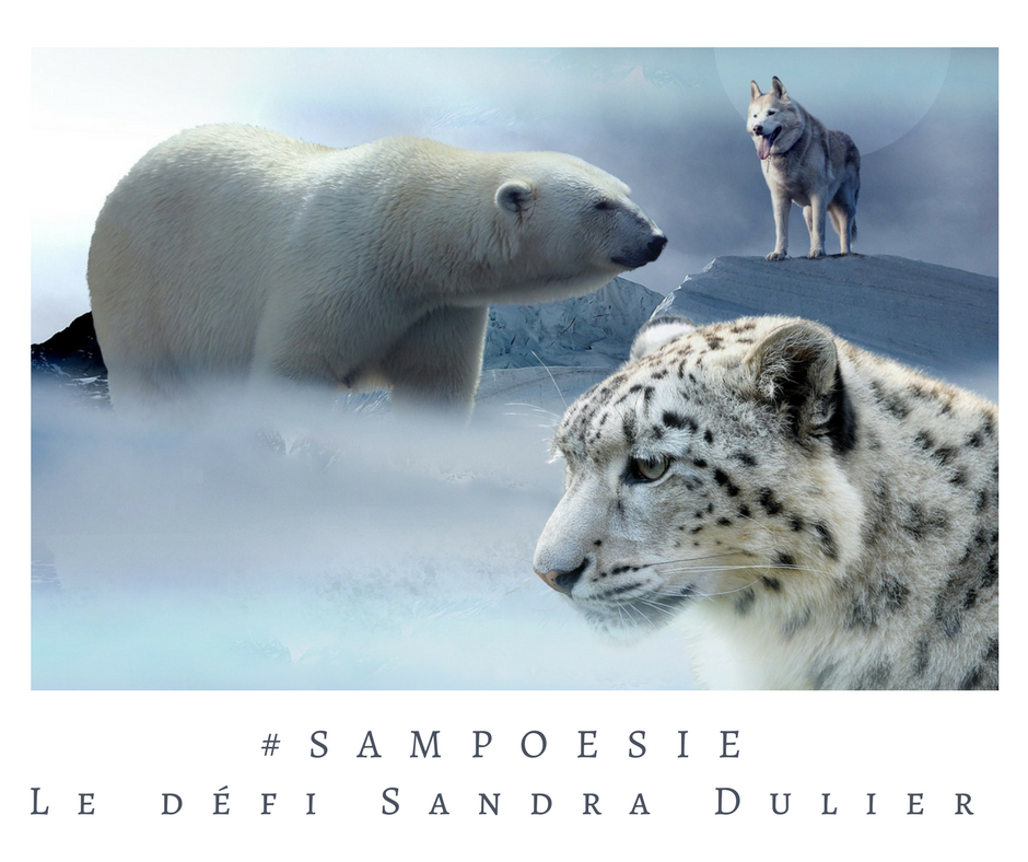 Que vous inspire cette photo ? A vos poèmes #Sampoésie. Ours polaire, loup, guépard des neiges, animaux en danger, écrire, poésie.