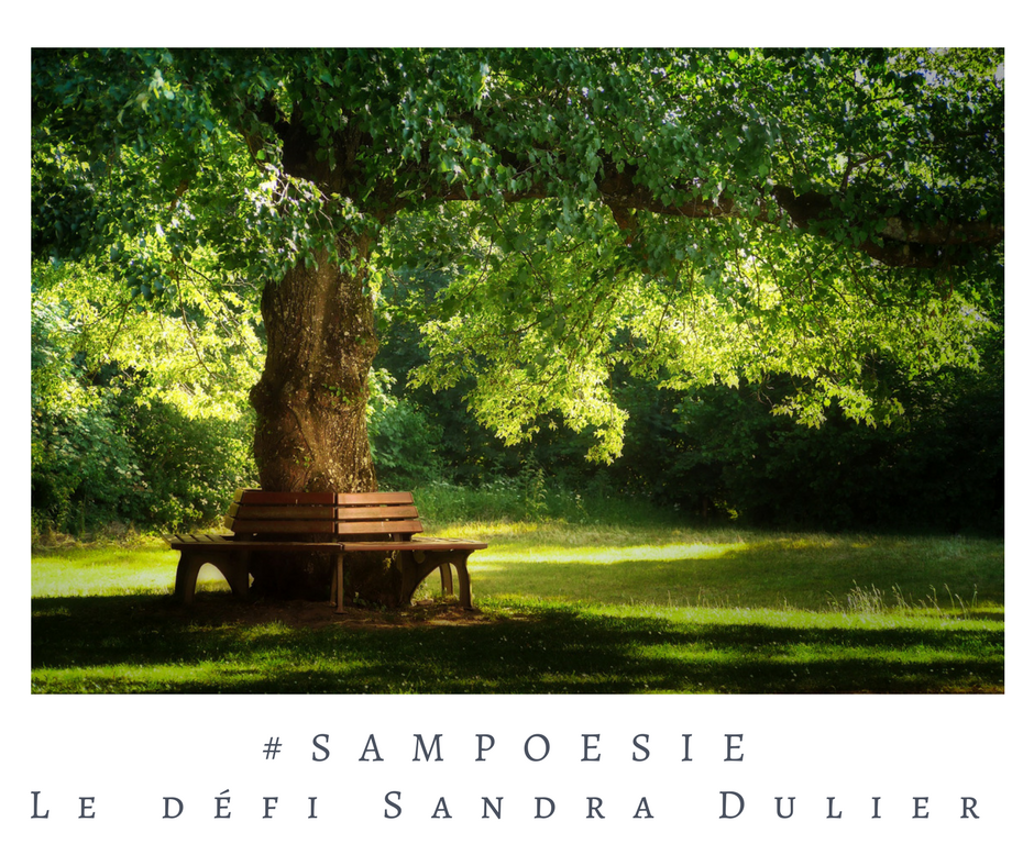 Que vous inspire cette photo ? A vos poèmes #Sampoésie. #arbre #parc #jardin #banc #printemps #écrire #poésie.