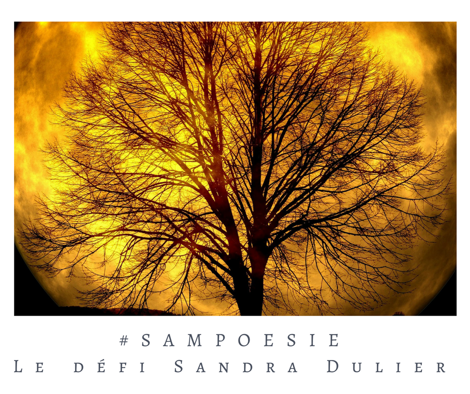 Que vous inspire cette photo ? A vos poèmes #Sampoésie. #orange #lune #arbre #automne #hiver #halloween #écrire #poésie.