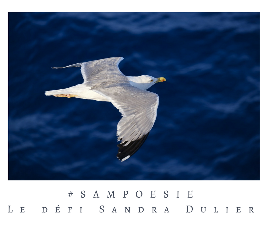 Que vous inspire cette photo ? A vos poèmes #Sampoésie. #goéland #été #oiseau #mer #écrire #poésie.