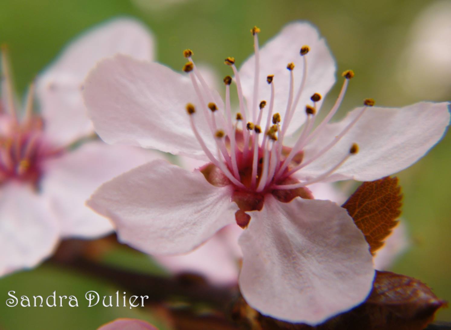 Fleur de prunus en macro signée Sandra Dulier