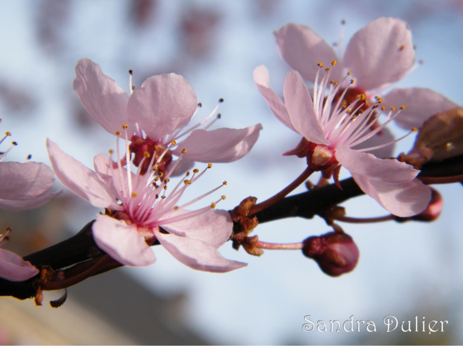 Poème : Je cueille dans le vent les fleurs d'avril