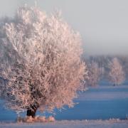 Hiver rose et blanc