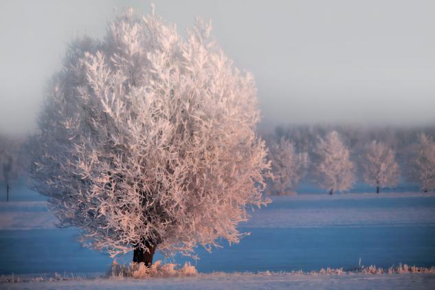 Hiver rose et blanc