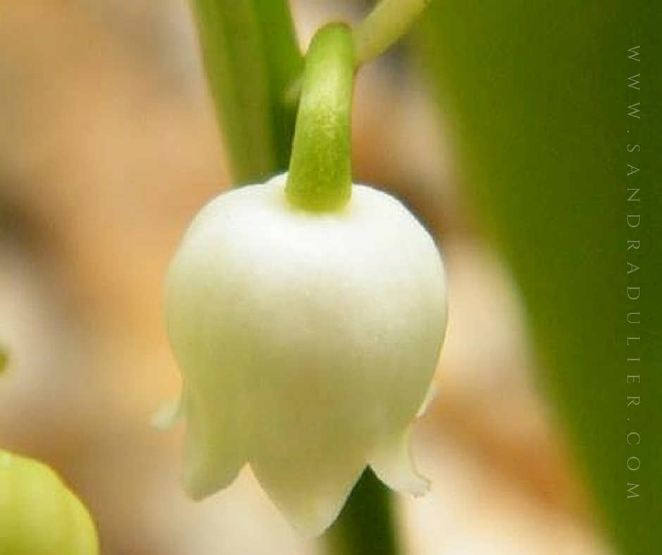 Fleur de muguet