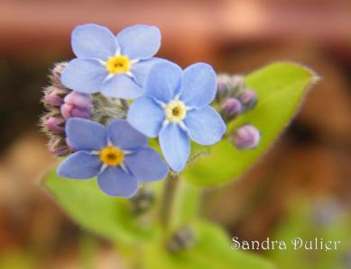 Myosotis 1