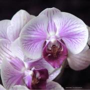 Orchidee fleur de poesie source de vie