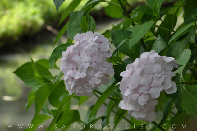 Pairi Daiza - Jardin chinois -  Chemin de la Guérison - Belgique - macro - hortensia - zen - poésie.