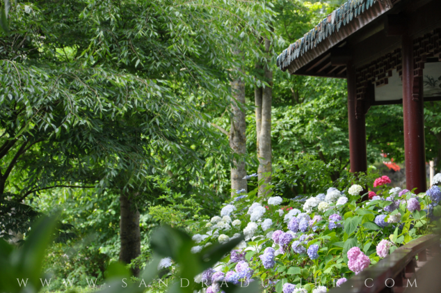 Pairi Daiza - Jardin chinois - hortensias - Chemin de la guérison - Belgique - hortensias - zen - poésie