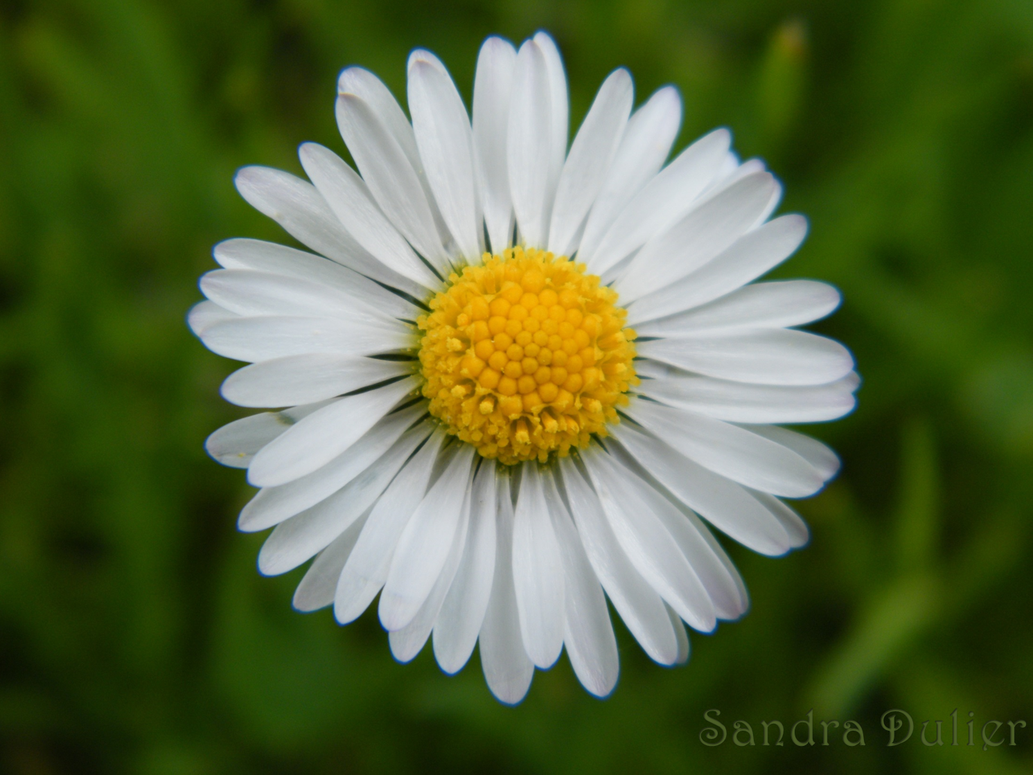 pâquerette photo macro Sandra Dulier