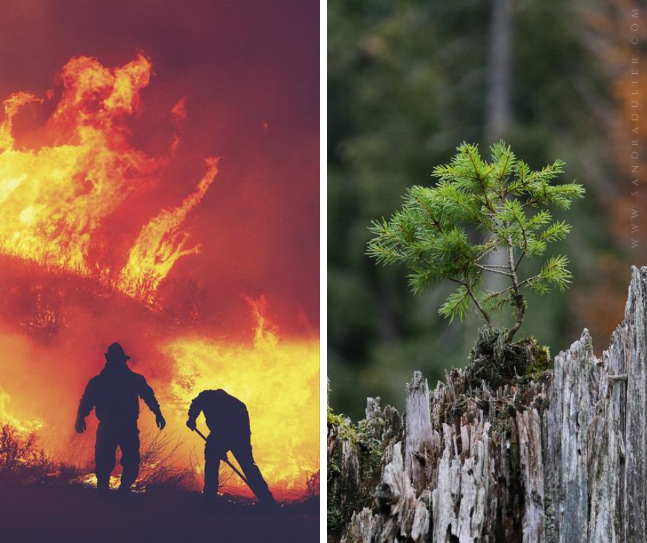 Incendie de forêt et renaissance. Montage photo Sandra Dulier.