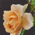 La poésie de la semaine : Roses d'automne