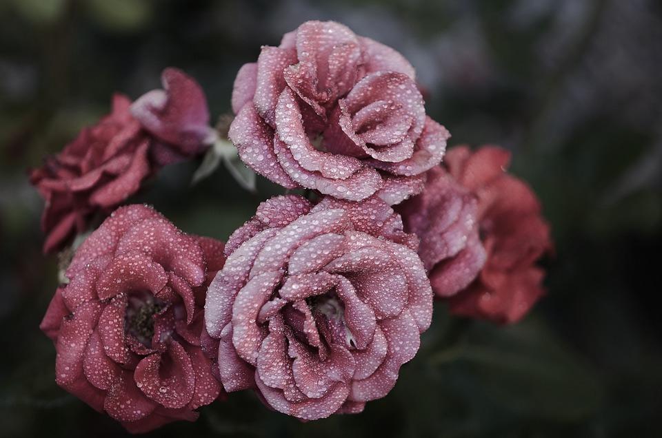 roses toussaint gouttes pluie deuil tristesse