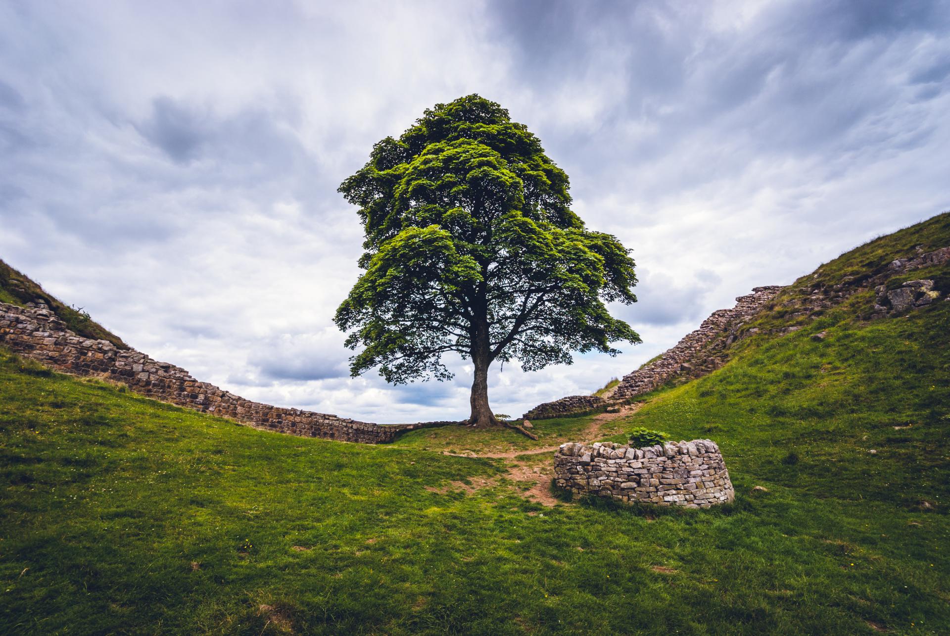 Le Sycamore Gap Tree, arbre solitaire emblématique se dressant entre deux collines du mur d'Hadrien sous un ciel nuageux — symbole de mémoire et de patrimoine naturel. © Kevin Eaves | Dreamstime