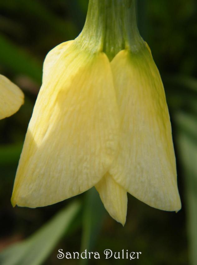 Narcisse en bouton. Printemps, jaune, Pâques, jonquille.